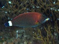 Chiseltooth wrasse Royalty Free Stock Photo
