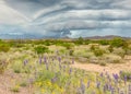 Chisos Mountains, bluebells, paper flowers, Big Bend National Park, TX Royalty Free Stock Photo