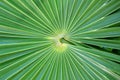 Chit Florida Thatch Palm THRINAX RADIATA Royalty Free Stock Photo