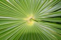 Chit Florida Thatch Palm THRINAX RADIATA Royalty Free Stock Photo