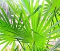 Chit Palm tree leaves in Yucatan rainforest mexico