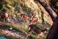 Axis deer / chital deer Royalty Free Stock Photo