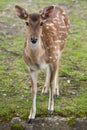 Chital Axis axis, also known as the spotted deer. Royalty Free Stock Photo