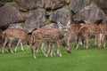 Chital Axis axis Royalty Free Stock Photo