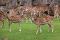 Chital Axis axis Royalty Free Stock Photo