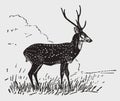 Chital or axis deer axis stag standing in a landscape