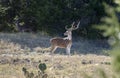 Chital Axis Deer, Driftwood Texas Royalty Free Stock Photo