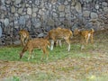 Chital Deer, Cheetal, Spotted deer, Axis deer - graze Royalty Free Stock Photo