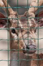 Chital in captivity behind the grid - Portrait Royalty Free Stock Photo