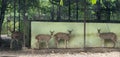 chital or cheetal, also known as the spotted deer at Zoo