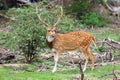 The chital or cheetal Axis axis, also known as spotted deer or axis deer, big male. A large male deer with speckled fur with Royalty Free Stock Photo