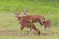 The chital or cheetal Axis axis, also known as spotted deer or axis deer, Yala National park, Sri Lanka