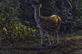 Chital or cheetal, also known as spotted deer or axis deer female in Jim Corbett National Park, India