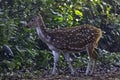 Chital or cheetal, also known as spotted deer or axis deer female in Jim Corbett National Park, India