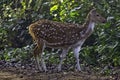 Chital or cheetal, also known as spotted deer or axis deer female in Jim Corbett National Park, India