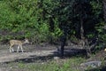 Chital or cheetal, also known as spotted deer or axis deer female on the road in Jim Corbett National Park, India