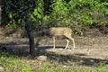 Chital or cheetal, also known as spotted deer or axis deer female on the road in Jim Corbett National Park, India