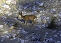 Chital or cheetal, also known as spotted deer or axis deer female on the rocks in Jim Corbett National Park, India