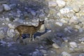 Chital or cheetal, also known as spotted deer or axis deer female on the rocks in Jim Corbett National Park, India