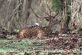 Male axis deer resting on ground after morning grazing