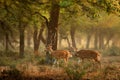 Chital or cheetal, Axis axis, spotted deer or axis deer, nature habitat. Bellow majestic powerful adult animal in stone rock water