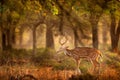 Chital or cheetal, Axis axis, spotted deers or axis deer in nature habitat. Bellow majestic powerful adult animals. Chital deer