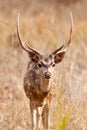 Chital or cheetal deer (Axis axis),