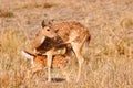 Chital or cheetal deers (Axis axis),