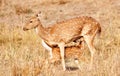 Chital or cheetal deers (Axis axis),