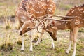 Chital or cheetal deers (Axis axis),