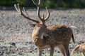 Chital or Cheetal or Spotted Deer or Axis Deer  Axis axis Royalty Free Stock Photo