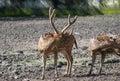 Chital or Cheetal or Spotted Deer or Axis Deer  Axis axis Royalty Free Stock Photo