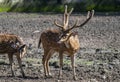 Chital or Cheetal or Spotted Deer or Axis Deer  Axis axis Royalty Free Stock Photo