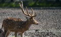 Chital or Cheetal or Spotted Deer or Axis Deer  Axis axis Side Profile Royalty Free Stock Photo