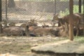 Chital, Cheetal, Spotted deer, Axis deer lie down and look at the camera isolated on background. This has clipping path. blur Royalty Free Stock Photo