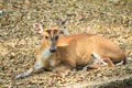 Chital, Cheetal, Spotted deer, Axis deer lie down and look at the camera isolated on background. This has clipping path. ready to Royalty Free Stock Photo