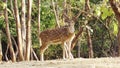 Chital or common Indian deer or spotted deer or axis deer in the forest of Sasan Gir-Gujarat-India