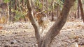 Chital or common Indian deer or spotted deer or axis deer in the forest of Sasan Gir-Gujarat-India