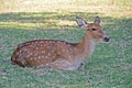 Chital deer Royalty Free Stock Photo