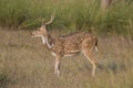 Chital Deer Royalty Free Stock Photo