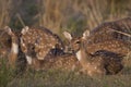 Chital Deer Royalty Free Stock Photo