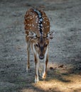 Chital deer Axis axis Royalty Free Stock Photo