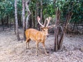 Chital deer, Axis deer, Spotted deer in Ubon ratchathani zoo Thailand