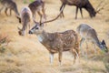 Chital Deer Buck Royalty Free Stock Photo