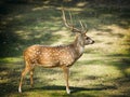 Chital deer