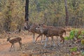 Chital Deer Herd Royalty Free Stock Photo