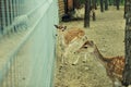 Chital deer mother and child