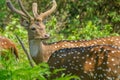 A Chital deer in Nagarahole National Park