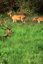 Chital deer or spotted deer family axis axis with stag, doe and fawn, grazing in the grassland of bandipur national park Royalty Free Stock Photo