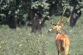 Chital deer or spotted deer deer stag axis axis in bandipur national park in karnataka, south india